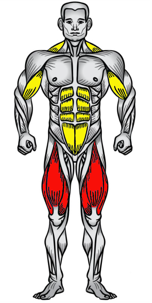 Muscle Group Image